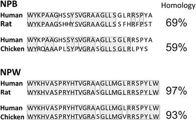 Distribution and Function of Neuropeptides W/B Signaling System